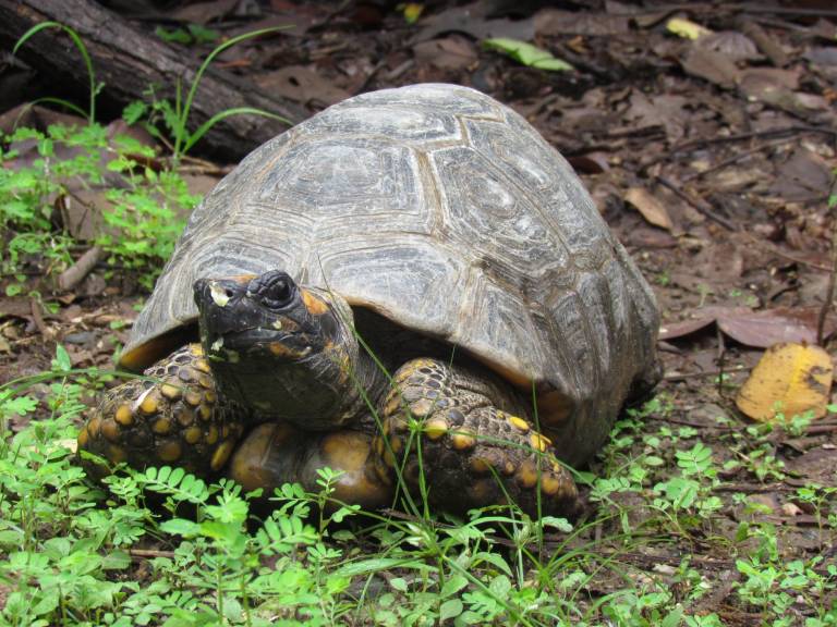 $!A pesar de que tener a pequeñas tortugas como mascotas solía ser considerado algo normal hace más de una década, ahora es un delito, y quien las posea dentro de su hogar está expuesto a ser procesado legalmente por su afrente a los derechos de los animales.