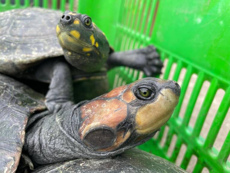$!Así como las motelos, las tortugas charapas, también provenientes de la amazonia, son de las especies que más se trafican y abandonan posteriormente, en lugares como el Parque Seminario de Guayaquil, a cientos de kilometros de su hábitat natural.