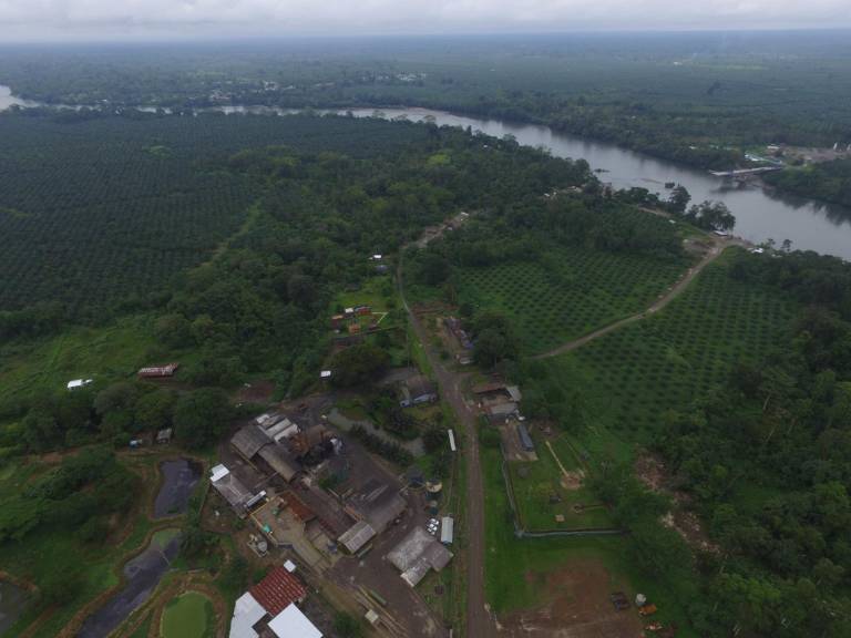 $!Imagen aérea de cultivos de palma cerca al río Mira.