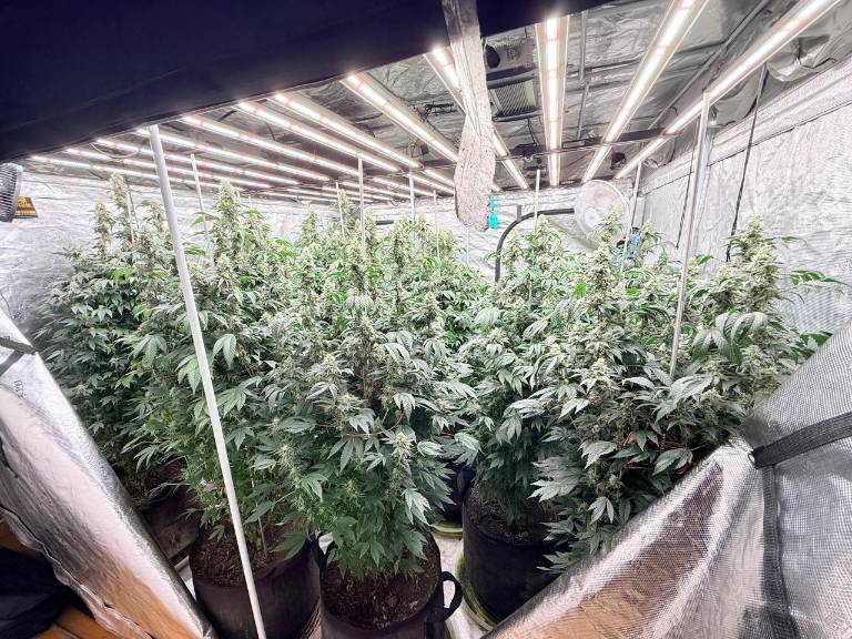 $!Plantaciones de marihuana halladas durante el operativo.