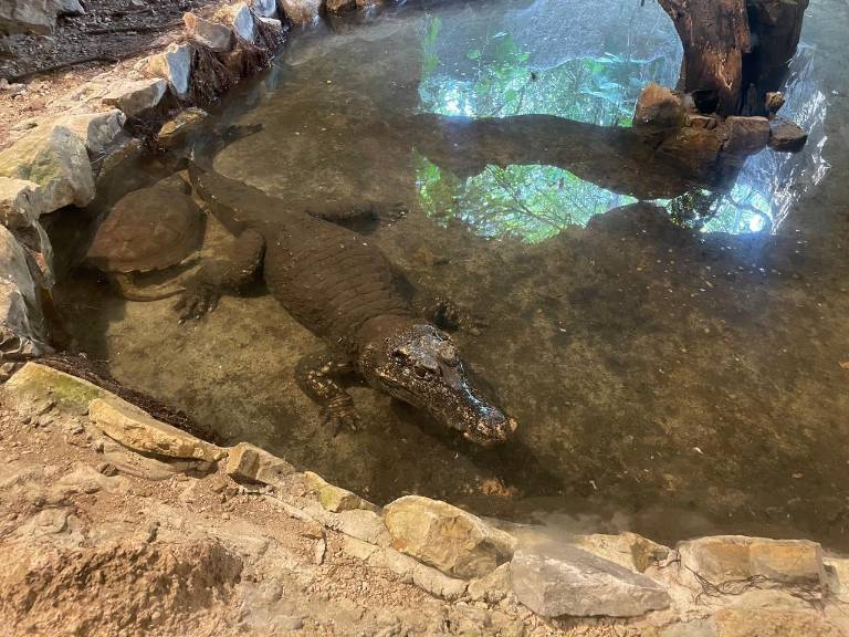 $!Caiman rescatado de un GDO por Ambiente y Policia.