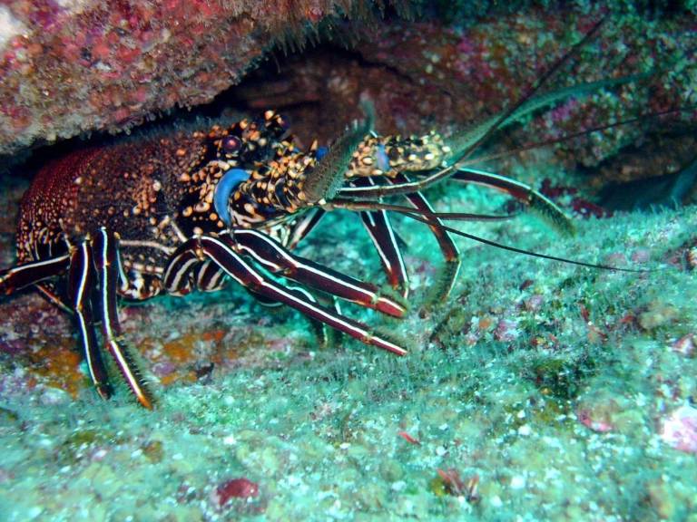 $!El objetivo de estás acciones es proteger los ecosistemas marinos y garantizar el cumplimiento de las vedas.