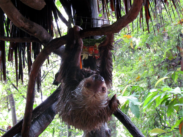 $!Samy sujeta a una rama del recinto en el que se recupera, justo después de comer y apreciar la lluvia.