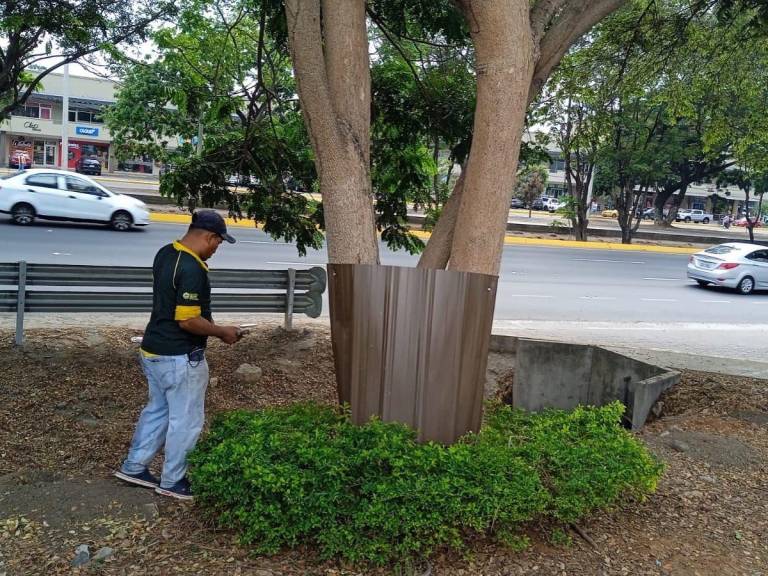 $!Dirección de Ambiente retiró planchas de zinc alrededor de árboles en Vía la Costa que impedían a las iguanas subir