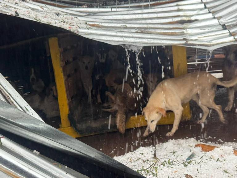 $!Los perros estaban empapados y llorando. No sabían con qué cubrirlos.