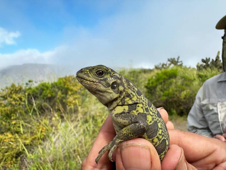 $!Fotografía de un neonato de iguana rosada, en el volcán Wolf, en Galápagos.