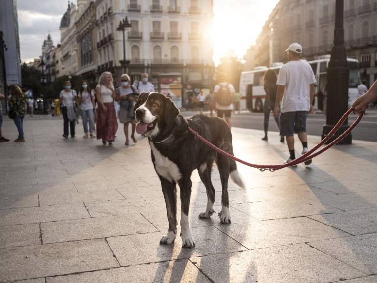 $!DVD 1069 (22/08/2021)Súa en la Puerta del Sol.David Expósito