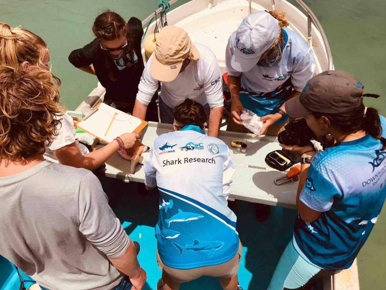 $!Grupo de investigadores de tiburones en las costas de Ecuador.