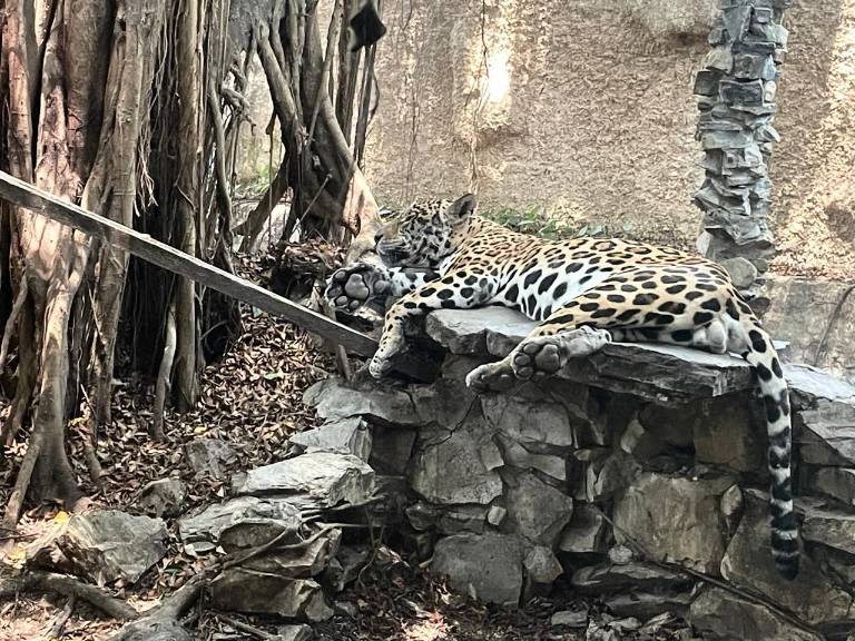 $!Jaguar rescatado de quinta del Gato Farfan.