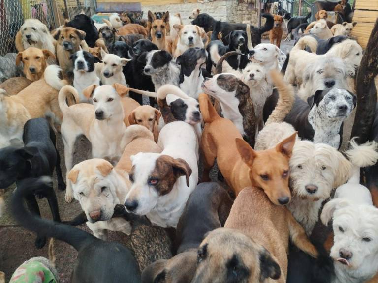 $!Perros rescatados por la fundación ´Lucky bienestar animal´.