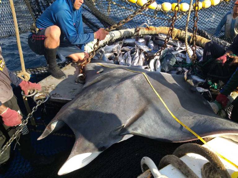 $!Las atuneras con certificación MSC cuentan con protocolos para la liberación de las especies que se capturan incidentalmente, entre ellas tortugas, tiburones y mantarrayas.
