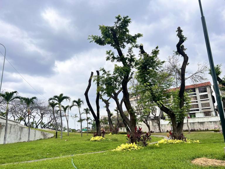$!Fotografías de árboles que muestran una respuesta favorable a los tratamientos contra la cochinilla.