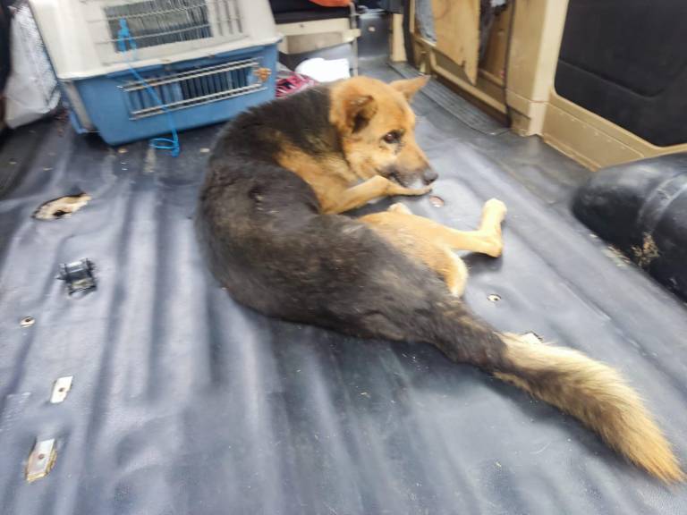 $!Video capta a conductor que atropella a un perro en Quito; autoridades municipales lo identifican