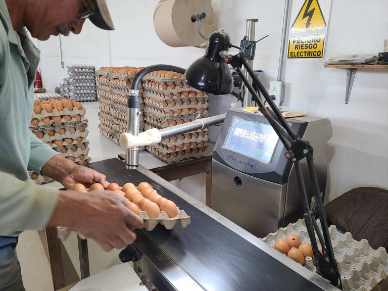 $!Avirico con su marca Huevo Selecto produce entre 120.000 y 140.000 huevos por día en sus granjas en Puéllaro.