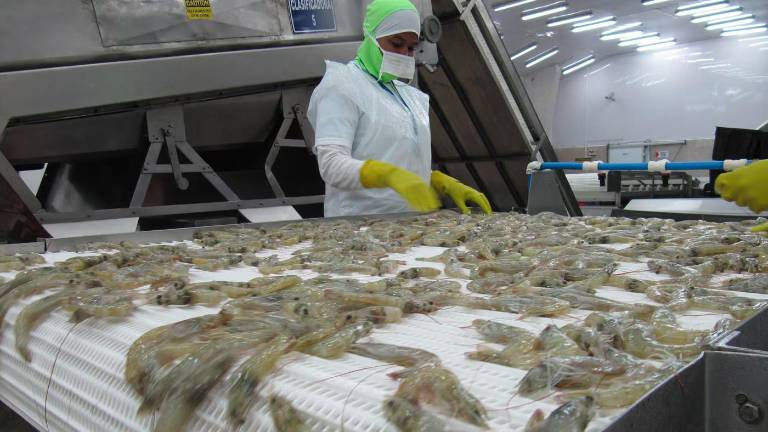Gremios camaronero y alimentario advierten que desconexiones amenazan la producción nacional