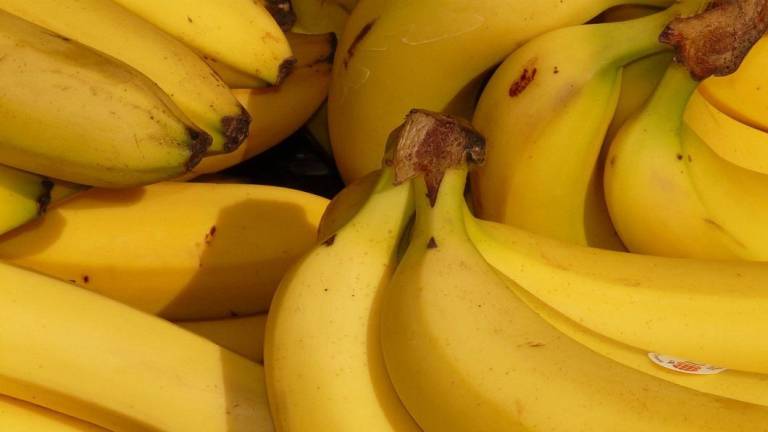 Cadena alemana de supermercados anuncia aumento de pago por banano, aunque productores creen que su valor sigue siendo bajo