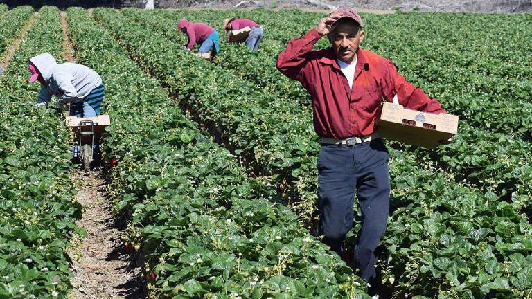 Los ecuatorianos que emigraron al exterior y envían dinero a sus familias en el país se consolidan como fuente de recursos clave para la economía; en países como EEUU, el agro demanda esta mano de obra.
