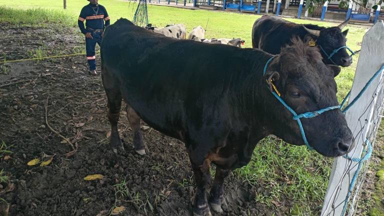 Hacienda ganadera en Ecuador logra certificación carbono negativo