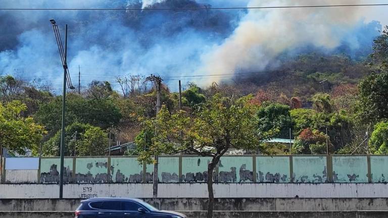 Video: incendio forestal en Cerro Azul habría consumido unas 33 hectáreas