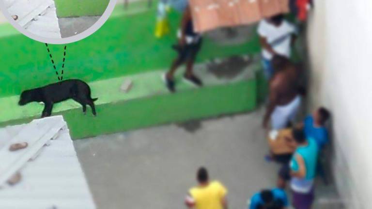 Piden rescatar a mascotas del interior de cárceles de Ecuador
