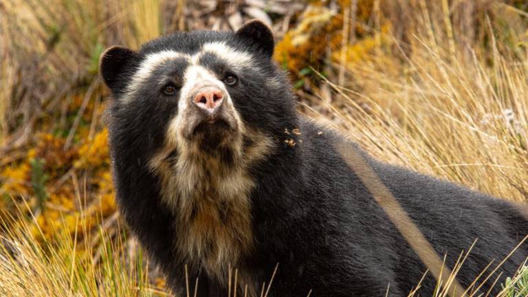 Video de oso andino huyendo no correspondería al incendio cerro Casitagua