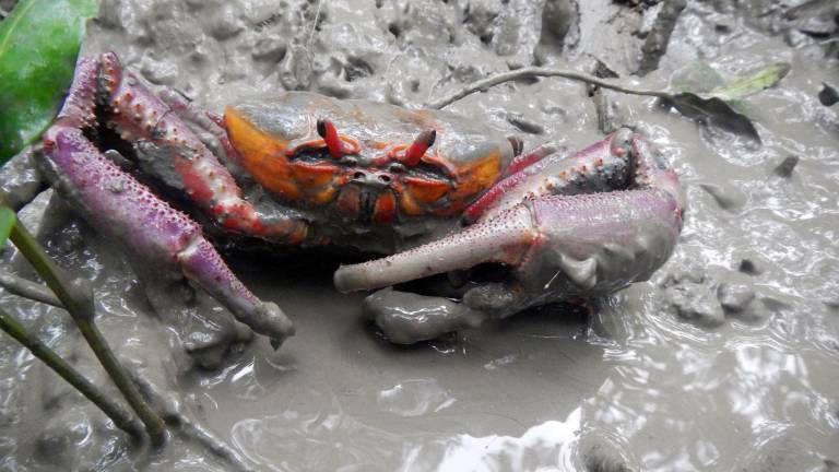 Veda de cangrejos en Ecuador 2026: estas son las fechas y las restricciones que deben cumplirse