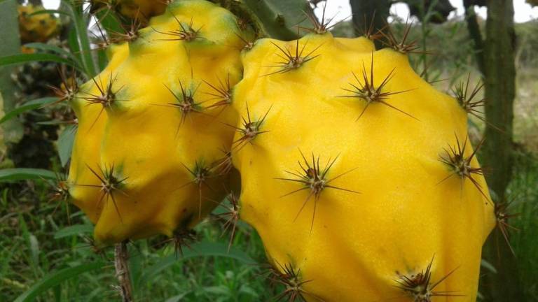 Cerca del 60% crecieron las exportaciones de pitahaya en el 2021