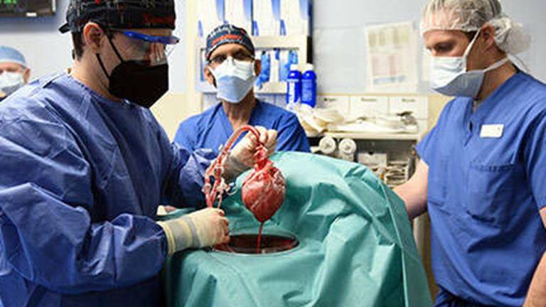 Cirujanos estadounidenses logran trasplantarle a un hombre el corazón de un cerdo por primera vez en la historia