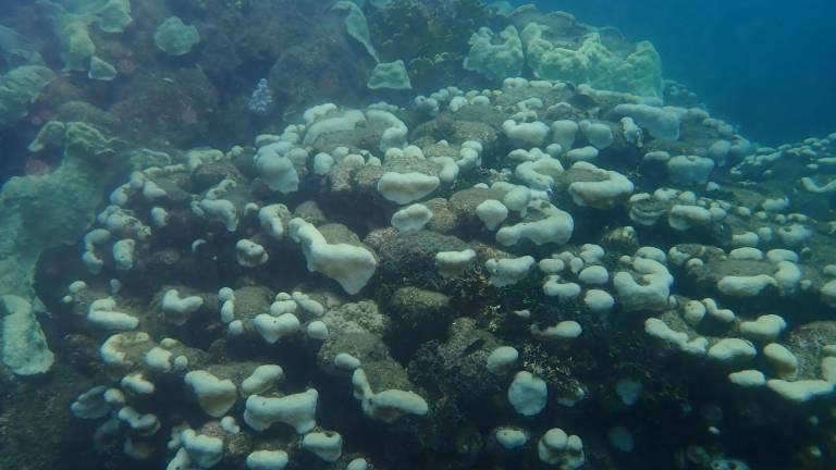 Fotografía de arrecifes coralinos han presentado blanqueamiento en la costa de Colombia.