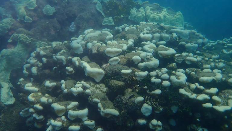 El episodio masivo de blanqueamiento de los corales empeora en todo el mundo