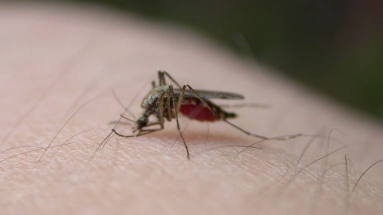Brasil libera mosquitos contaminados con bacteria para lucha contra el dengue