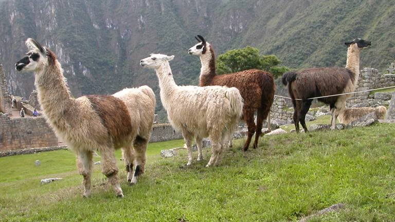 Bolivia impulsa el consumo de carne de llama