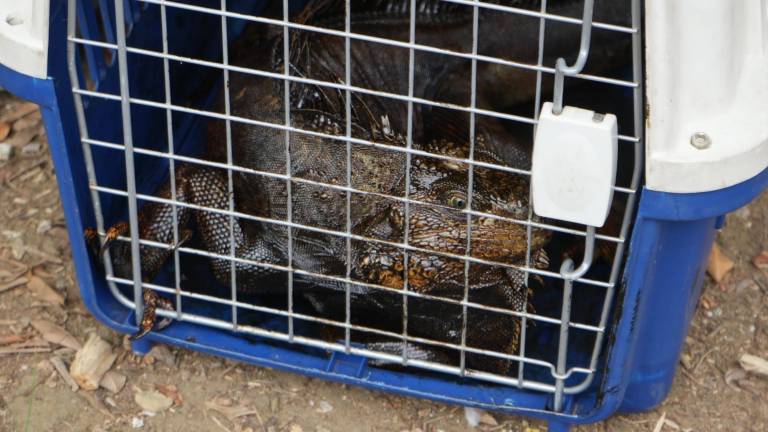 Una de las iguanas que resultaron afectadas por el derrame de aceite quemado.