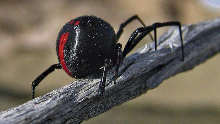 Una araña viuda negra picó a un pequeño porque el pequeño quería convertirse en Spider-man.