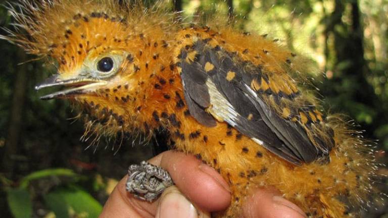 Un polluelo de la Amazonía sobrevive &quot;camuflándose&quot; como una oruga venenosa