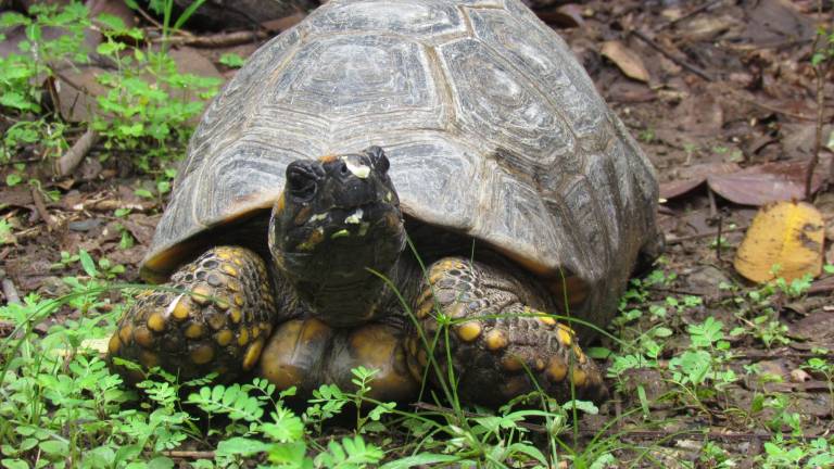 ¿Por qué no debes tener tortugas amazónicas en casa? La historia de una tortuga motelo que llegó a Guayas