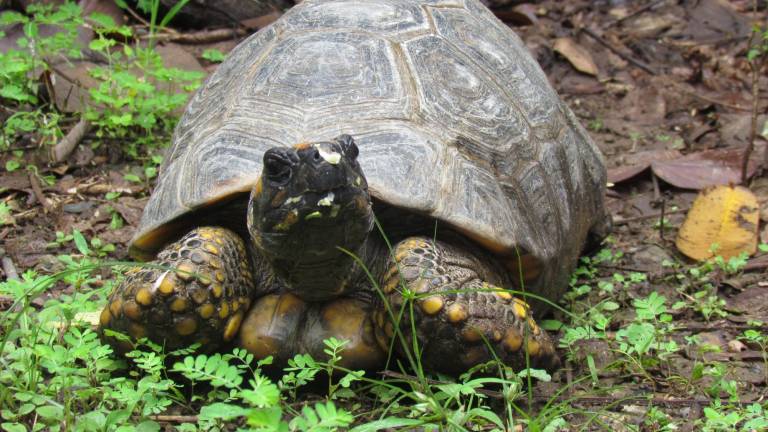 ¿Por qué no debes tener tortugas amazónicas en casa? La historia de una tortuga motelo que llegó a Guayas