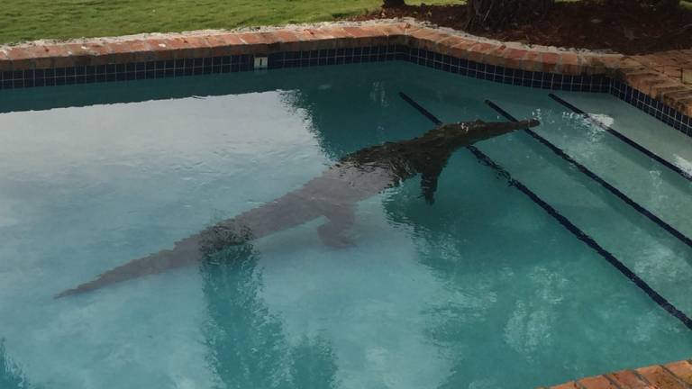 Residente de los cayos de Florida halla un cocodrilo en su piscina