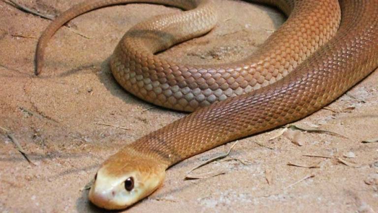 Cómo las serpientes perdieron sus patas