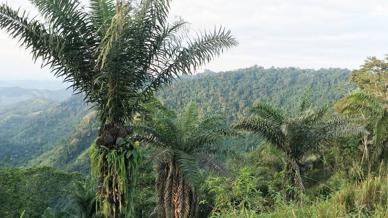 Árbol de Tagua en la costa ecuatoriana.