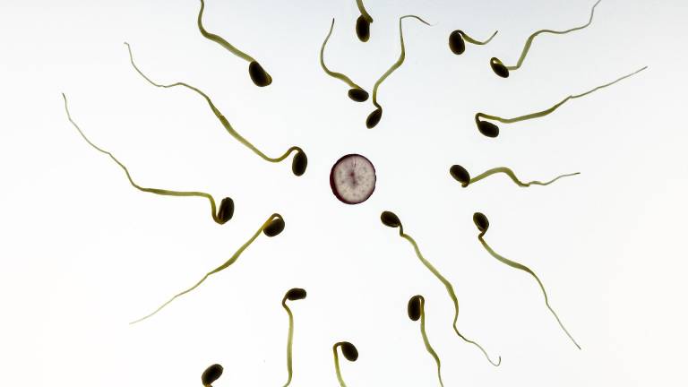 El óvulo decide qué espermatozoide entra, la ciencia lo comprueba