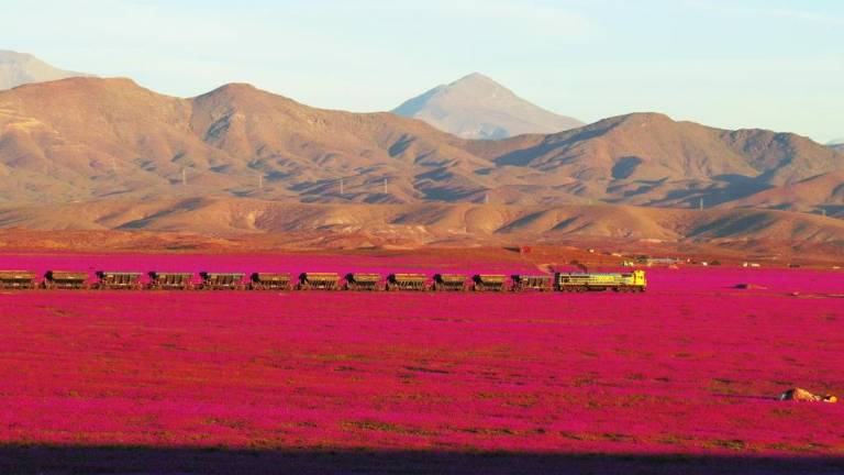 "El Niño" cubre de flores el desierto más árido del mundo