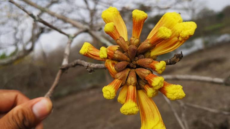 Colimes inicia la temporada de florecimiento de guayacanes