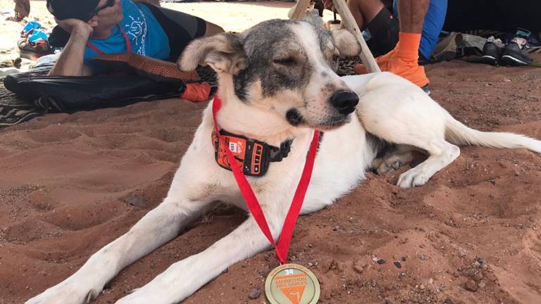 Cactus, el perro que corrió uno de los maratones más duros del mundo