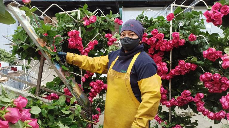 Se abre la “Ruta de las Rosas”