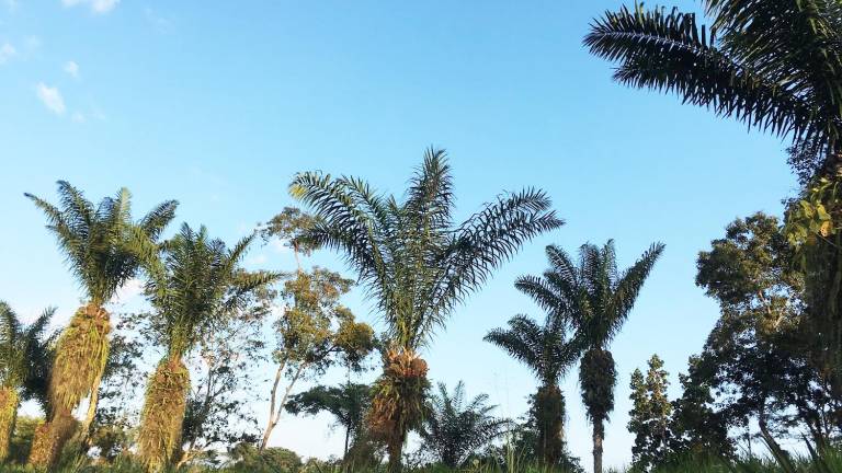 La tagua: el marfil vegetal que Ecuador podría perder