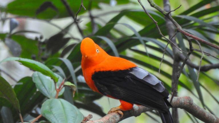 Registran 501 especies de aves en Morona Santiago