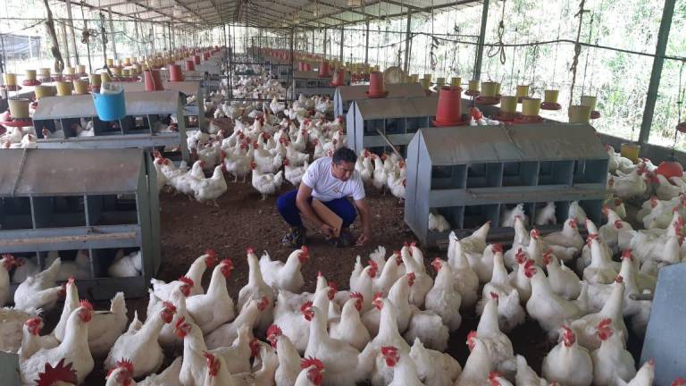 Ecuador anuncia acciones para prevenir ingreso de influenza aviar