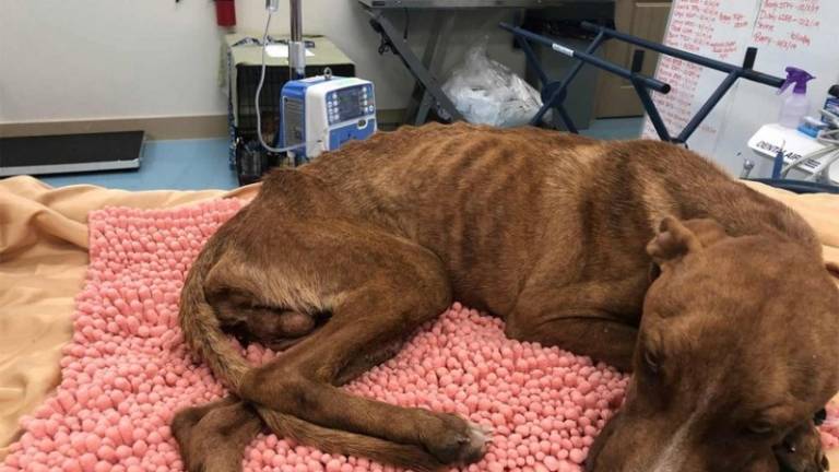 Perro fue hallado vivo bajo un edificio un mes después de Dorian en Bahamas