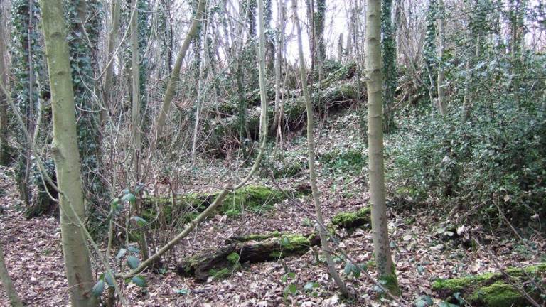 Manejo forestal, clave para enfrentar el cambio climático